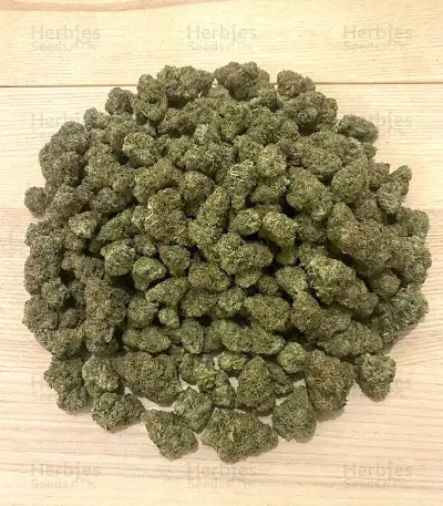 White Russian Seeds