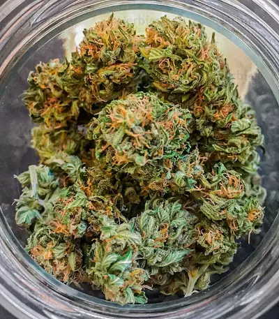 Watermelon Z Fast Version Feminized Seeds (EGS)