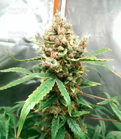 Blue Dream Autoflower (Herbies Seeds)