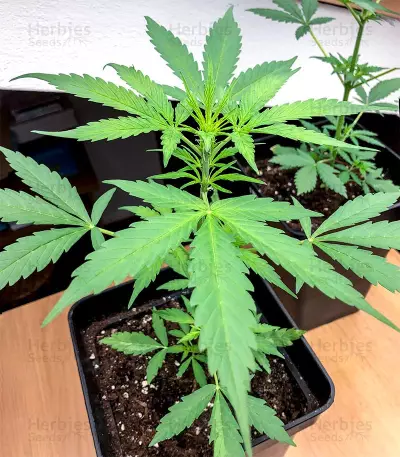 NY Diesel Autoflower (Herbies Seeds)