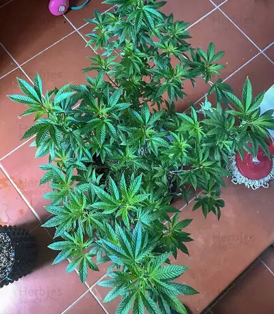 Semi femminizzati per Wedding Cake (Seed Stockers)