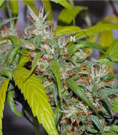 Graines de cannabis Neville's Haze (GHS)