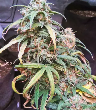Auto Amnesia Seeds