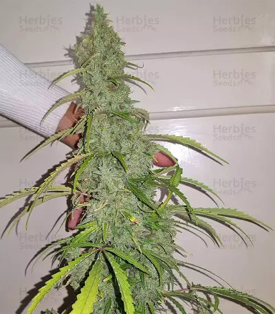 Auto Gorilla OG Seeds