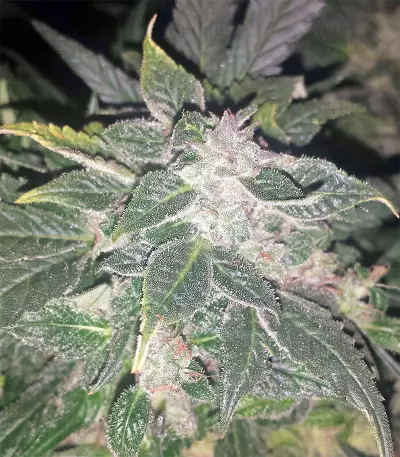 Auto Purple Gorilla Seeds
