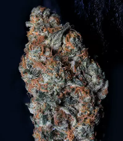 Big Head Confidential Seeds