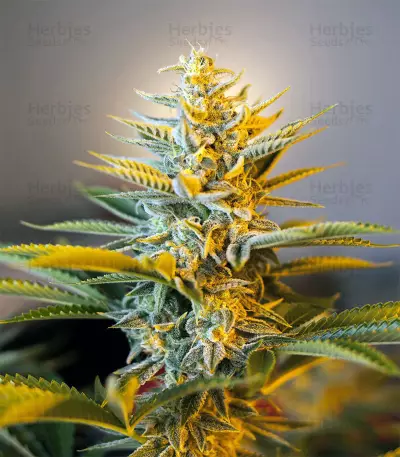 Black Gum Seeds