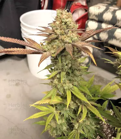 Blueberry Gum strain