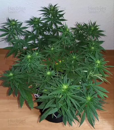 Bruce Banner strain