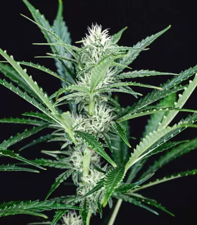 Buddha Vesta Auto Seeds
