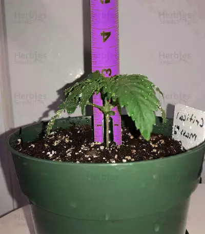 Critical Mass Seeds (Mr. Nice Seedbank)
