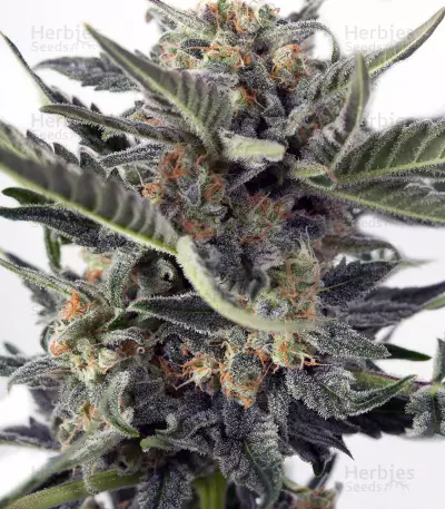 Critical Ryder Auto feminized seeds