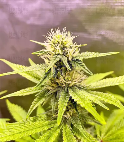 Dark Ghost Train Seeds