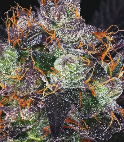 French Macaron feminized seeds