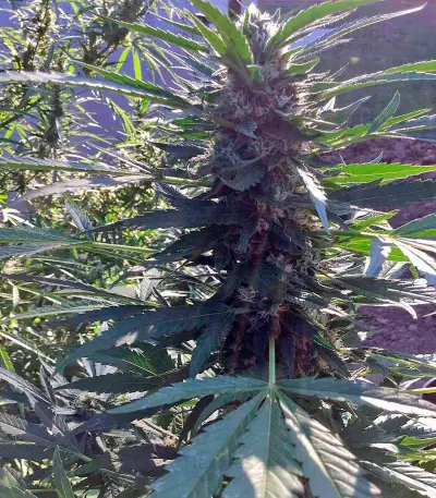 Green Crack (Humboldt Seeds Organization)
