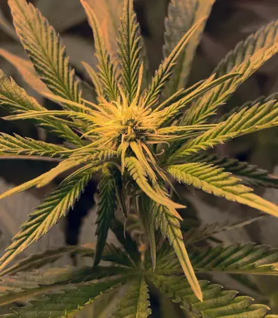 Graines de cannabis Hawaiian Snow x Wedding Cake x Gelato 33 (GHS)