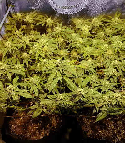 Headbanger Regular seeds
