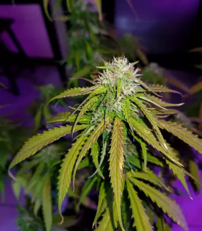 Hindu Kush feminized seeds