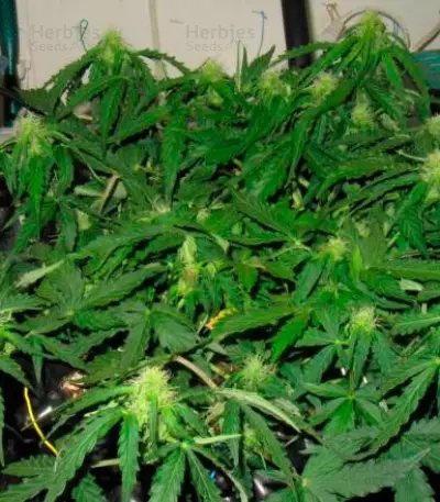 Graines de cannabis Il Diavolo Auto (Delicious Seeds)