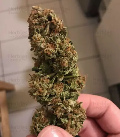 Master Kush Seeds (White Label Seed Company)