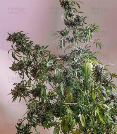 Semi femminizzati Moby Dick (Green House Seeds)