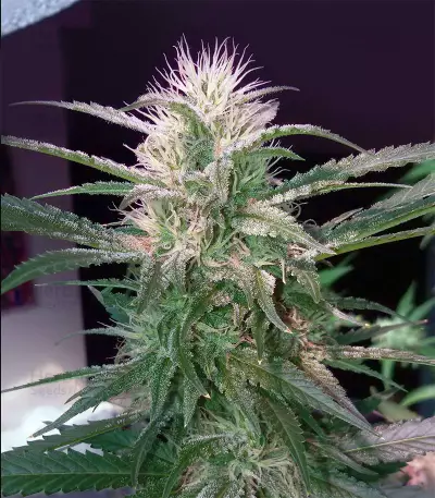 Old school Seeds