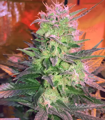 Semi femminizzati Ripper Haze