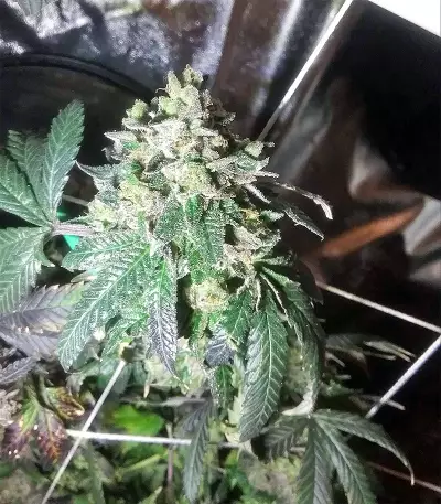 Sherbet (Seedstockers)