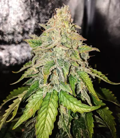 Sour Hound F2 Auto Seeds