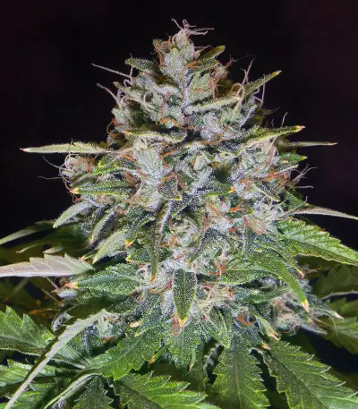 Sucker Punch Auto Seeds