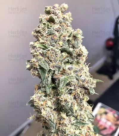 Super Auto Lemon Haze (Original Sensible Seeds)
