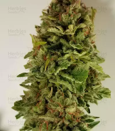 Supercheese Express Auto Seeds
