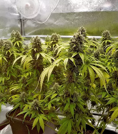 Toxic feminized seeds