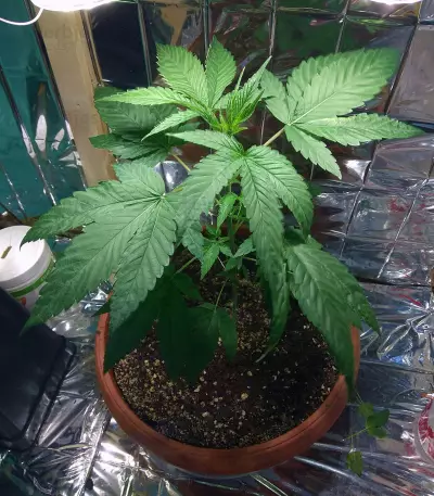 White Thunder cannabis strain