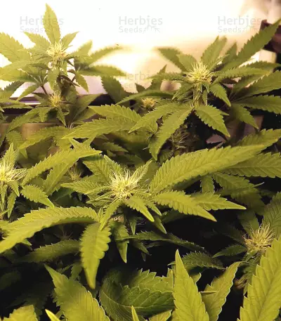 White Widow feminized seeds (White Label)