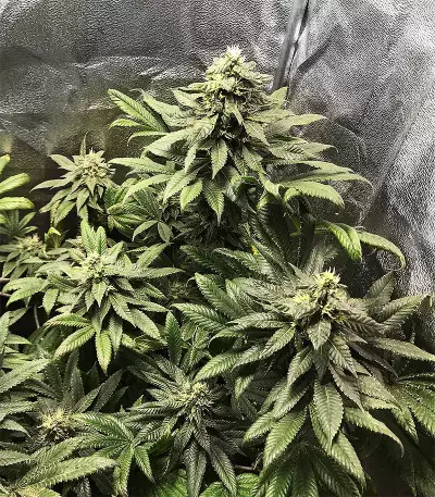 X18 Pure Pakistani Regular seeds