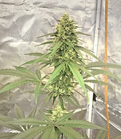 Zombie Kush feminized seeds
