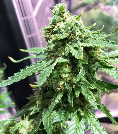 Zuri Widow feminized seeds
