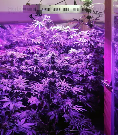 ACE Mix Feminized seeds
