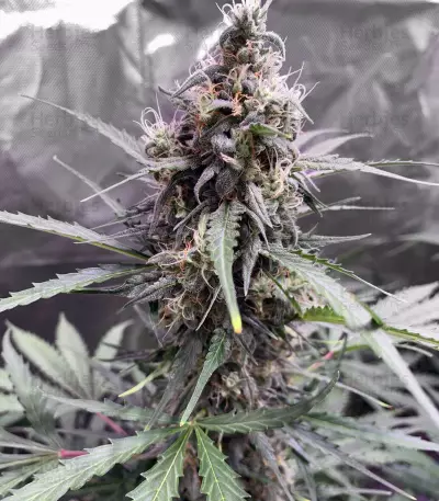 Pro Auto Mix Seeds (Seedstockers)