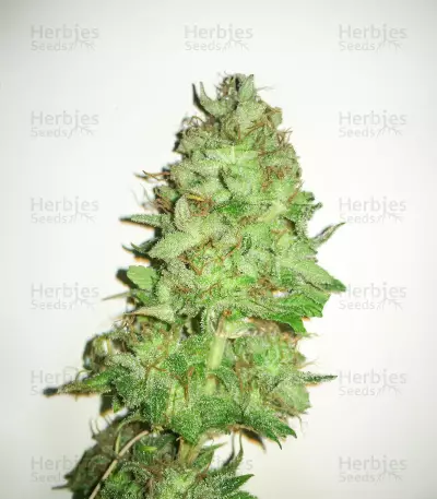Boss Hogg Seeds