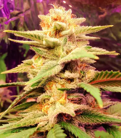 Caramelo Early Version Seeds (Delicious Seeds)