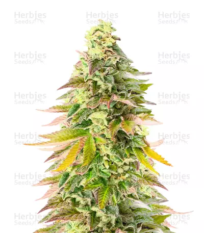 Chem Cookies Feminized Seeds (AlphaFem Seeds)