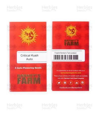Critical Kush Auto/Critical Rapido Auto (Barney's Farm)