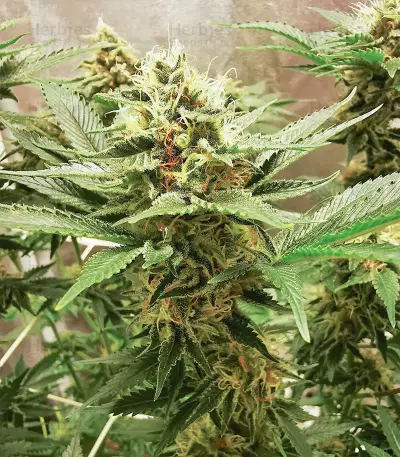 Ice Bomb (Bomb Seeds)