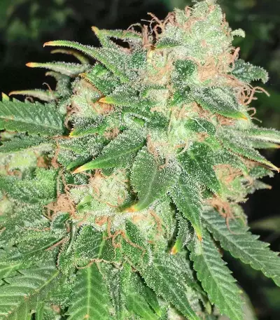 Kush Fromage (Medicann Seeds)