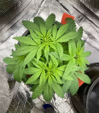 Lemon Skunk