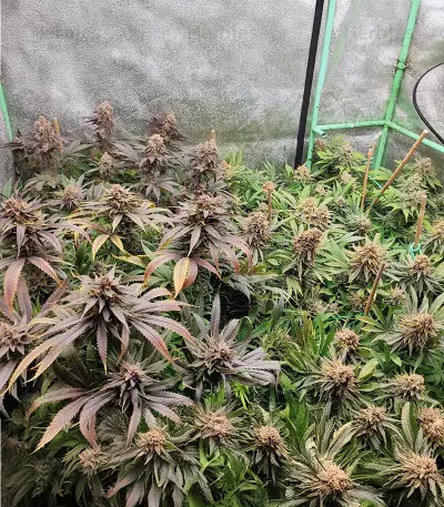 LSD Feminized Seeds