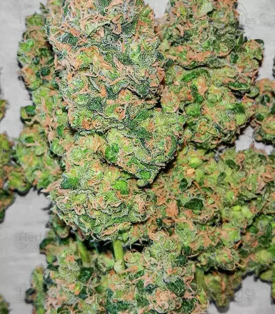 เมล็ด Mandarin Thuggee (AlphaFem Seeds)