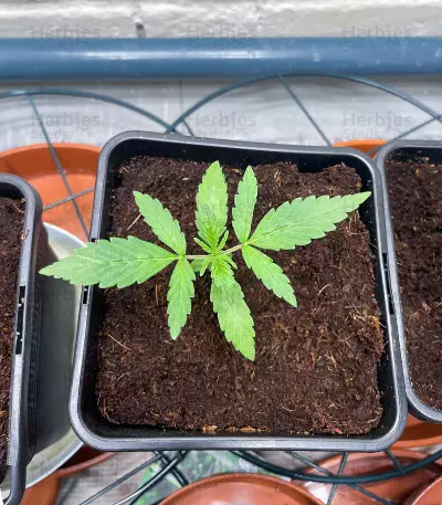 Northern Light (Kera Seeds)